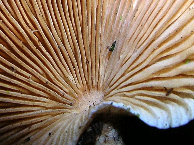 Panellus patellaris     (Fr.)      Konrad & Maubl